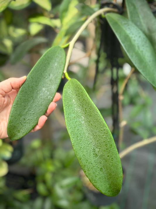 Hoya treubiana IML 0124 H154