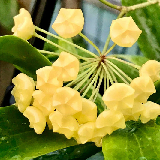 Hoya blashernaezii Philippines IML 1631 H27