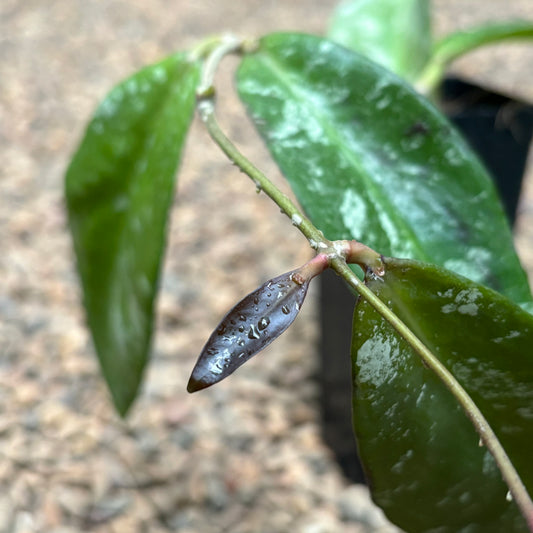 Hoya kaikoeana H469
