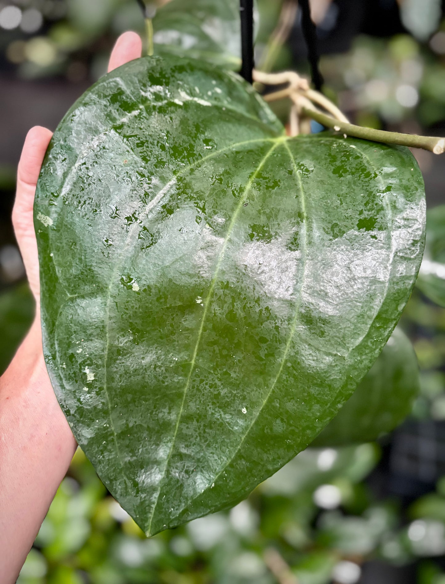 Hoya latifolia IML 1590 H116