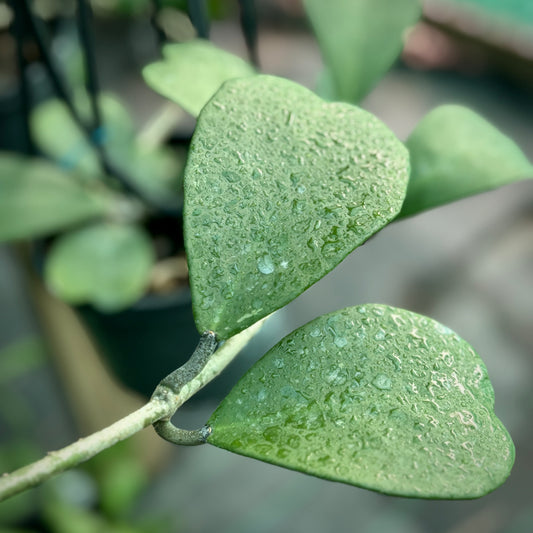 Hoya kerrii H44