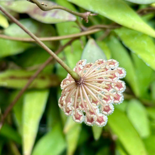 Hoya parviflora H181