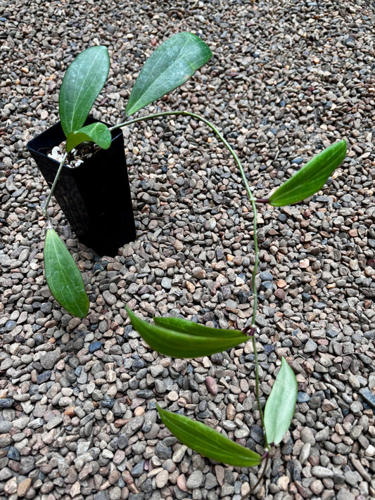 Hoya siariae (peach) H413