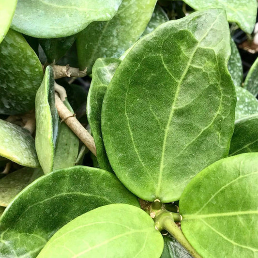 Hoya 'Christine' H180