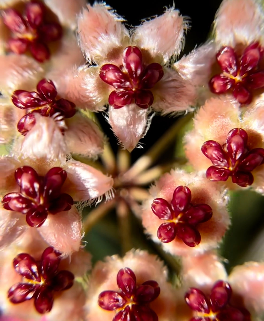 Hoya sulawesiana H427