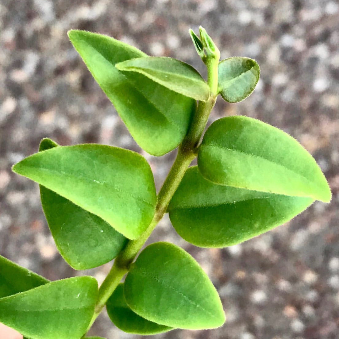 Hoya bella H187