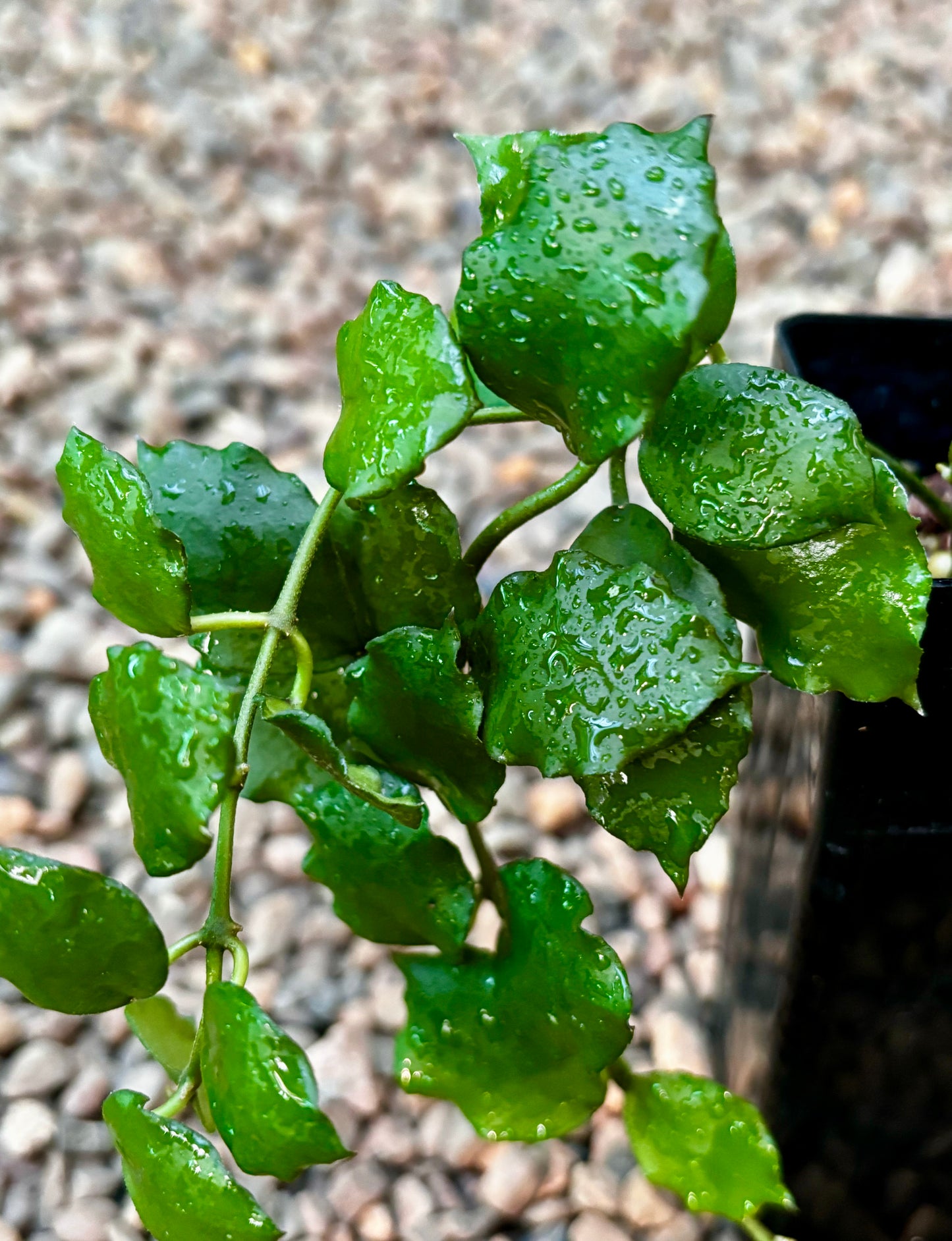 Hoya endauensis IML 1620 H57