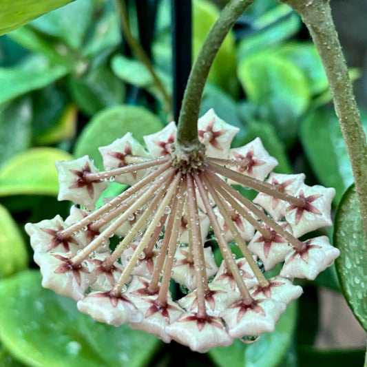Hoya carnosa 'Snowball' H286