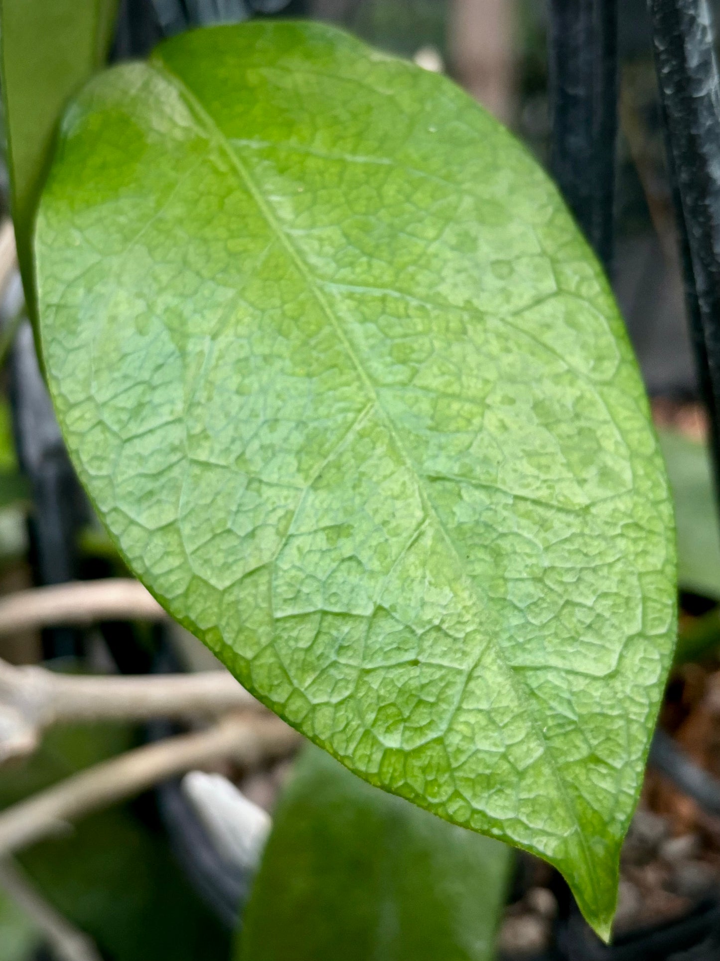 Hoya naumannii H143