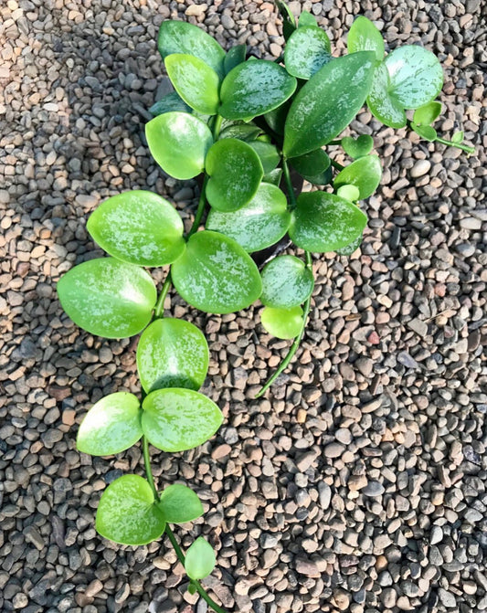 Hoya collina IML 1187 H226