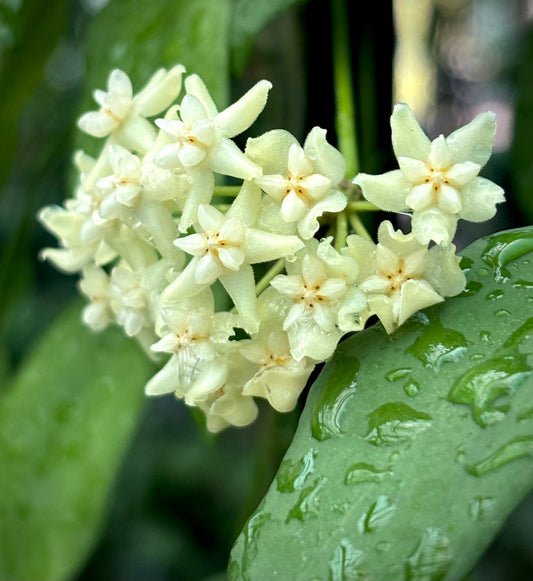 Hoya cagayanensis IML 1600 H279