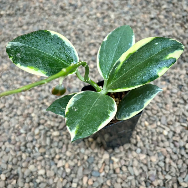 夏セール珍種ホヤ　パラ　外斑入り Hoya para Albomarginata 夏セール珍種ホヤ パラ 外斑入り Hoya para Albomarginata