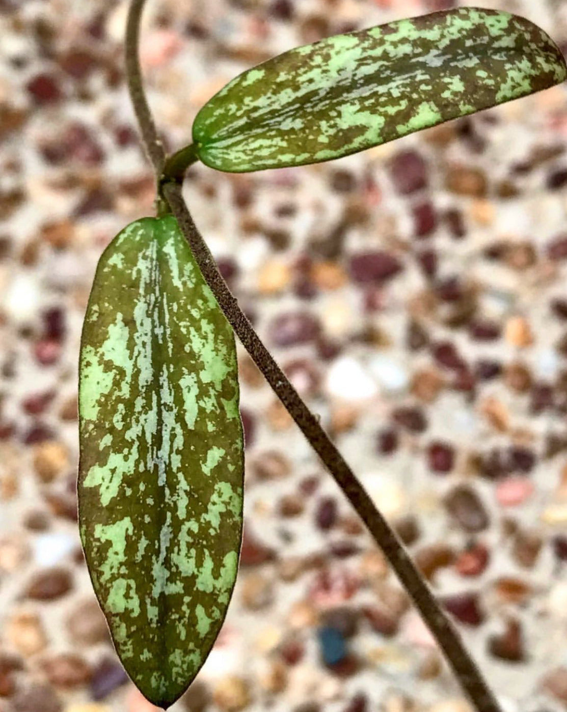 Hoya sigillatis IML 1601 H131