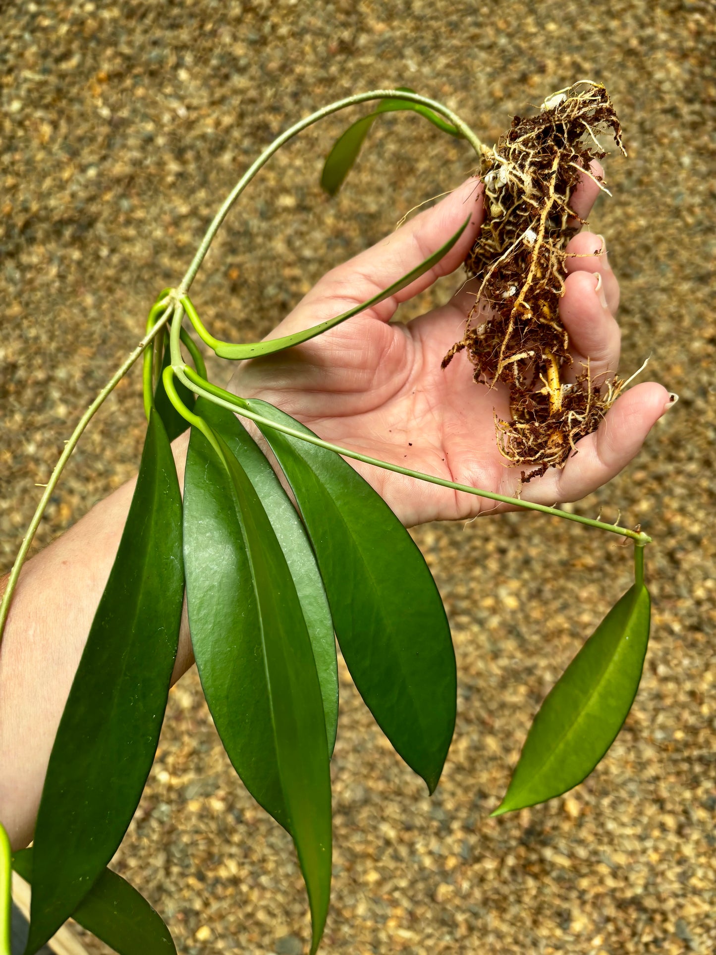 Hoya pubicorolla ssp. anthracina 'Black Dragon' H308