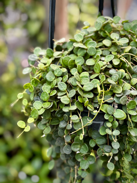 Hoya serpens H176