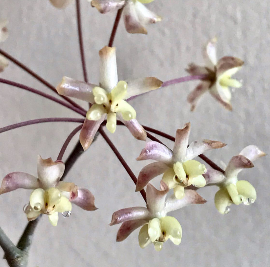 Hoya padangensis H175