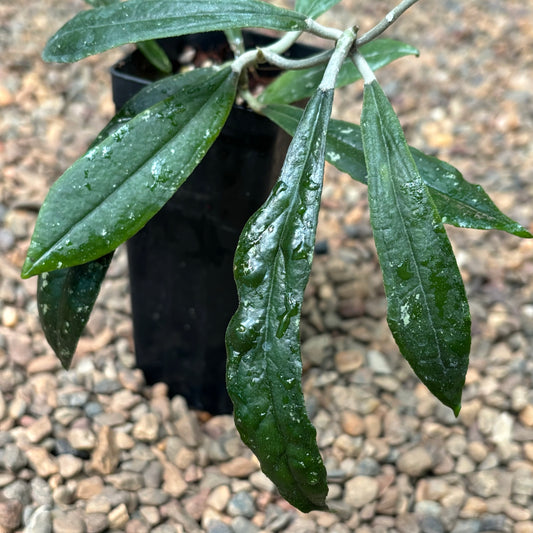 Hoya rigidifolia H465