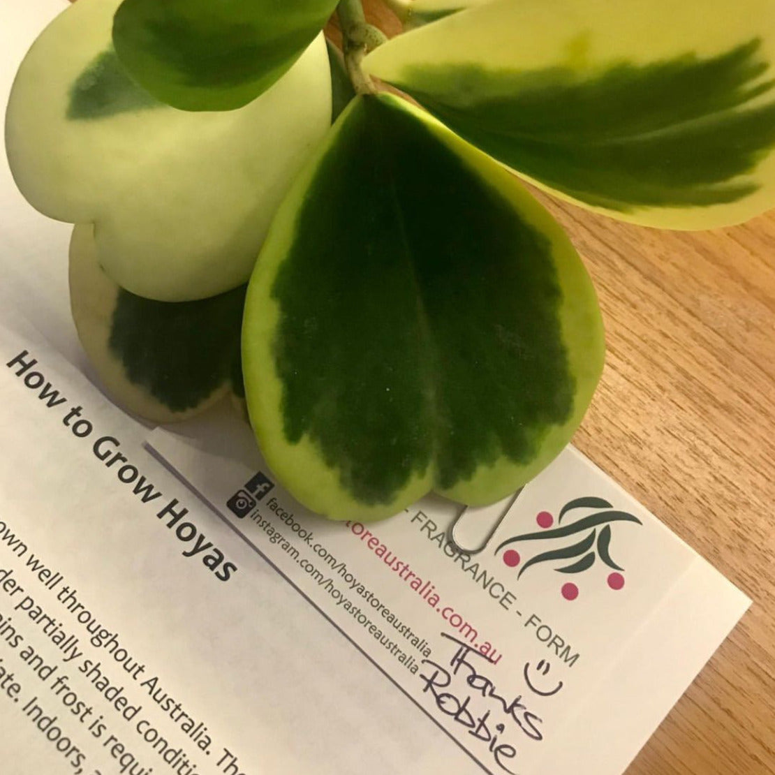 Hoya kerrii (albomarginata) H48