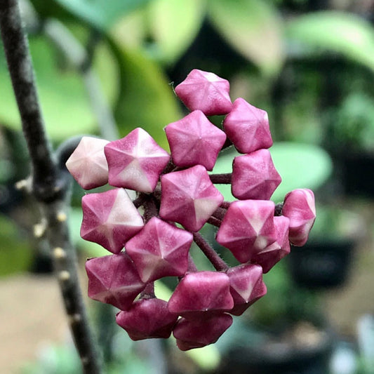 Hoya obovata (chimera) H194