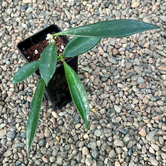Hoya stoneana Nepal IML 0906 H296