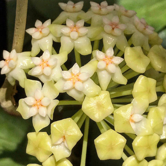 Hoya verticillata (Chiang Mai) H23