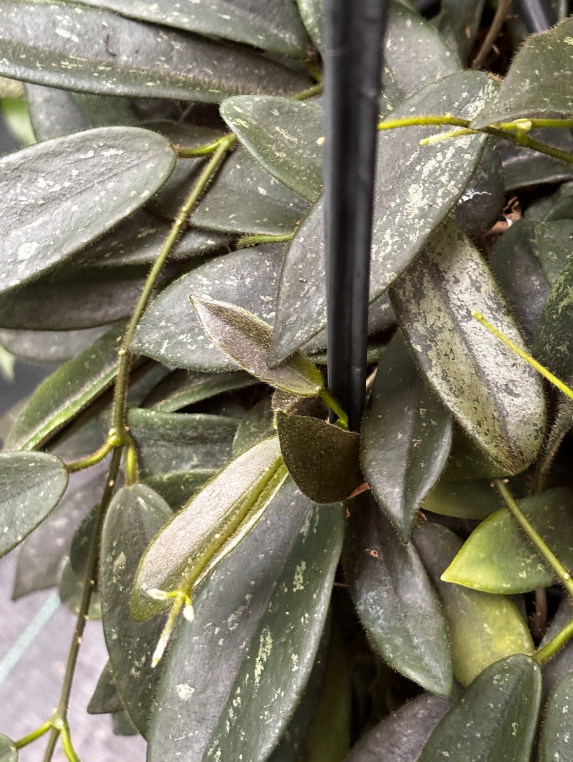 Hoya thomsonii (white) IML 1177 H260