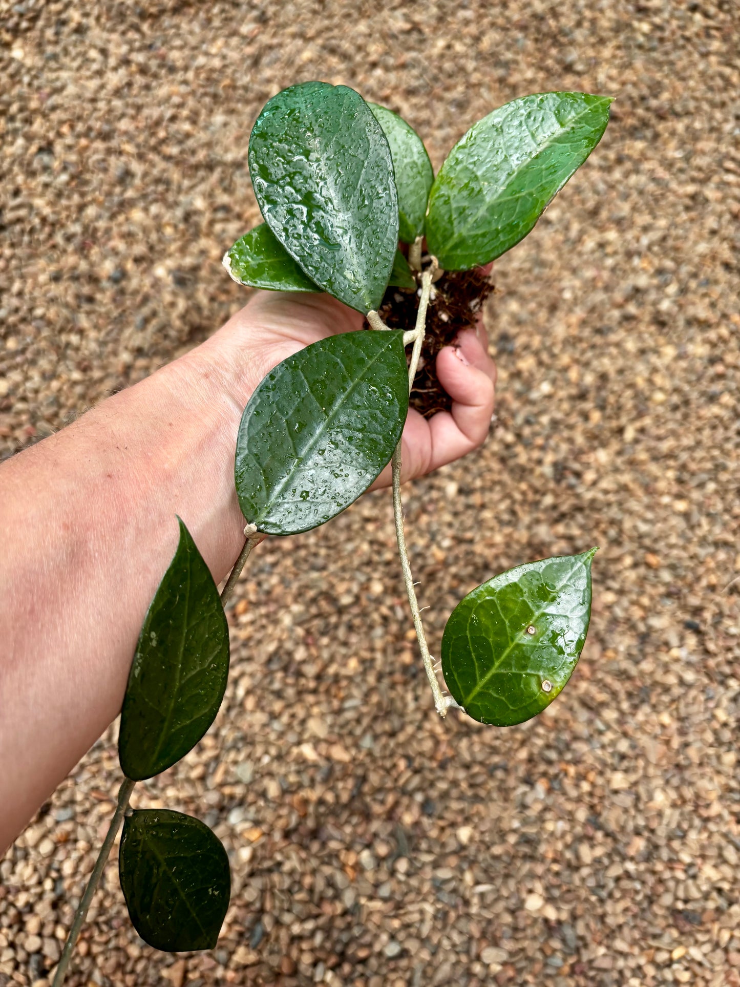 Hoya sp. Sumbawa H458