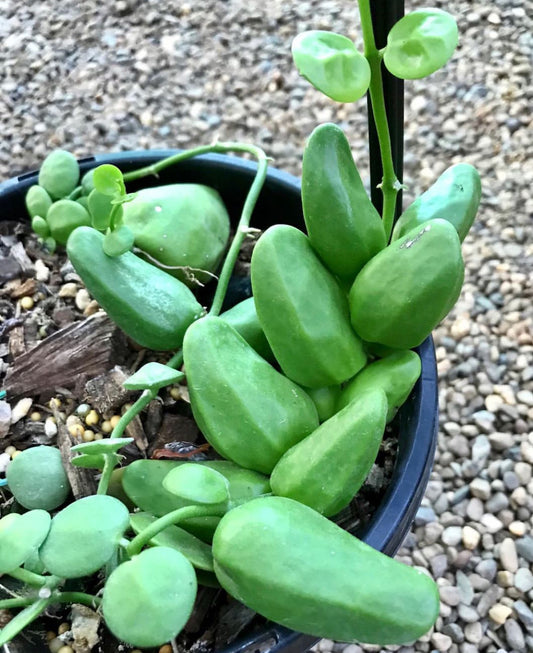 Dischidia major 'Rattle Skulls' D28