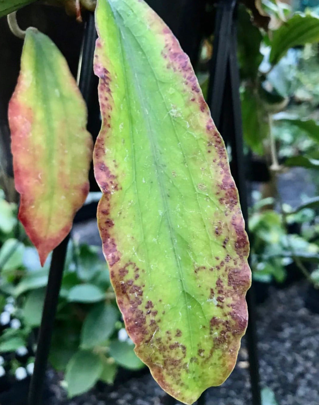 Hoya erythrina H24