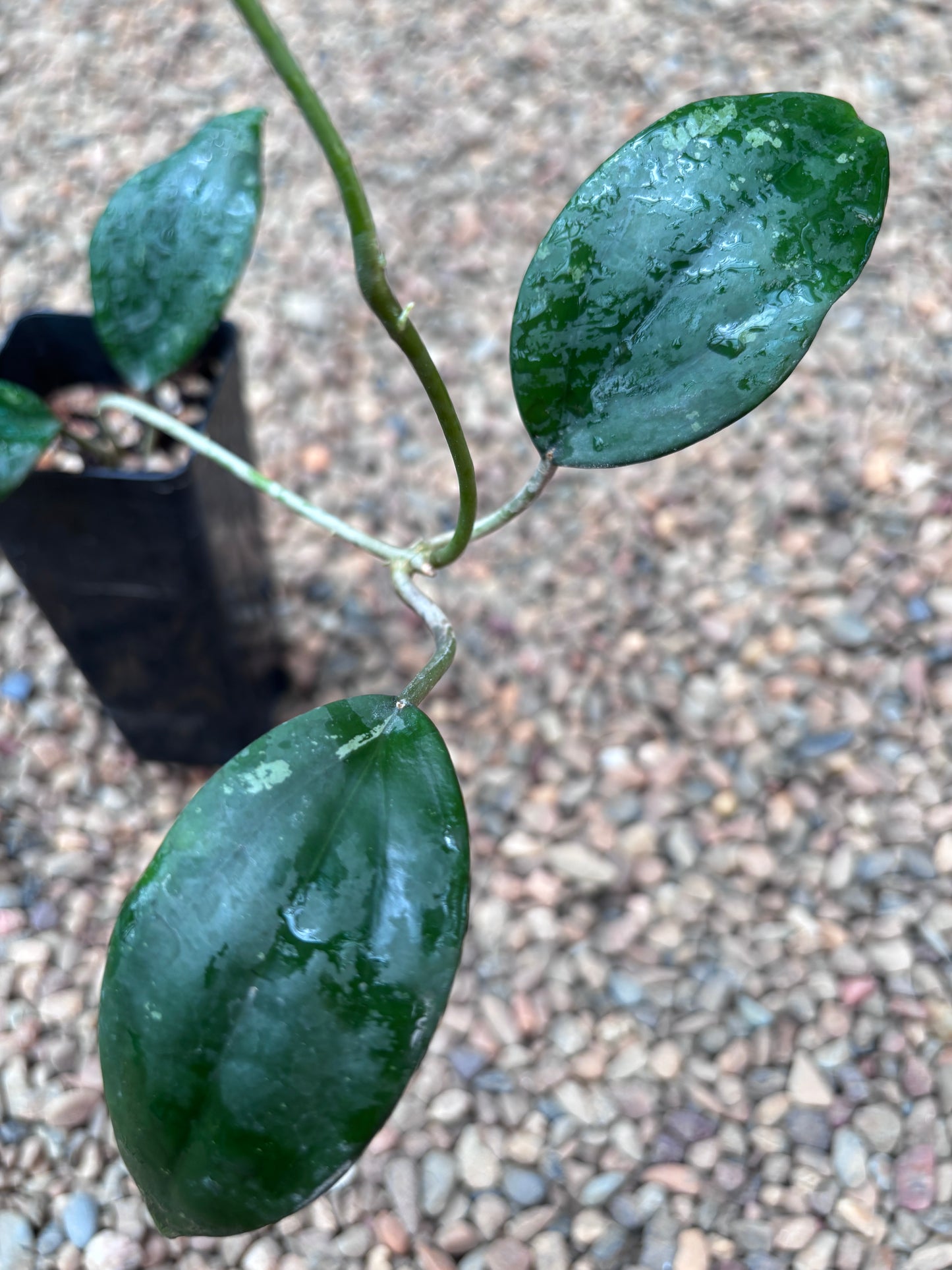 Hoya sp. DMC5627C Malaysia IML 1396 H433