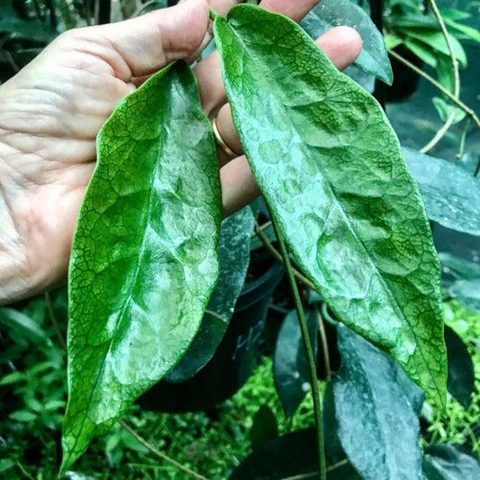 Hoya liddleana H263