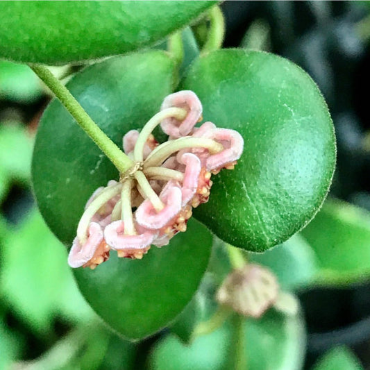 Hoya bilobata H196