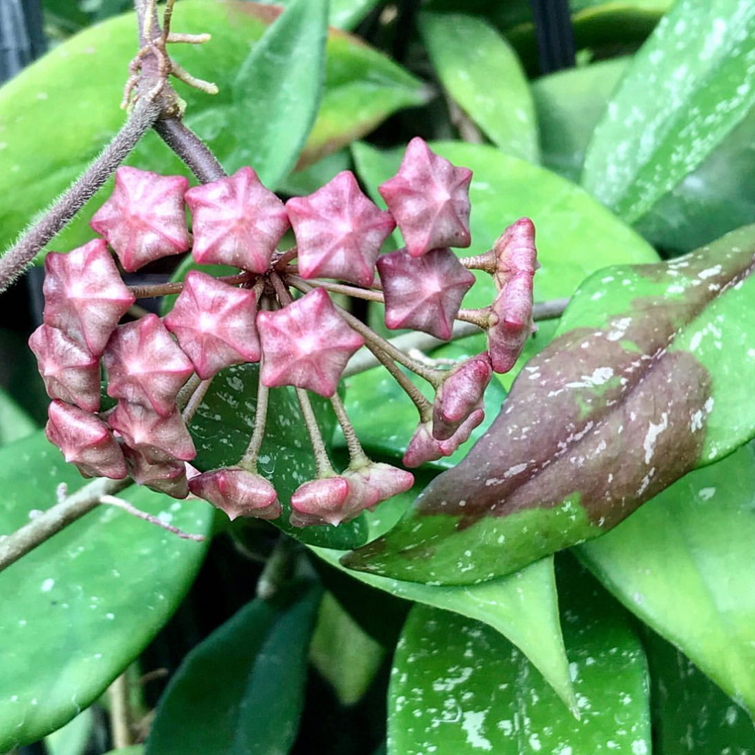 Hoya pubicalyx ‘Red Buttons’ IML 0268 H323