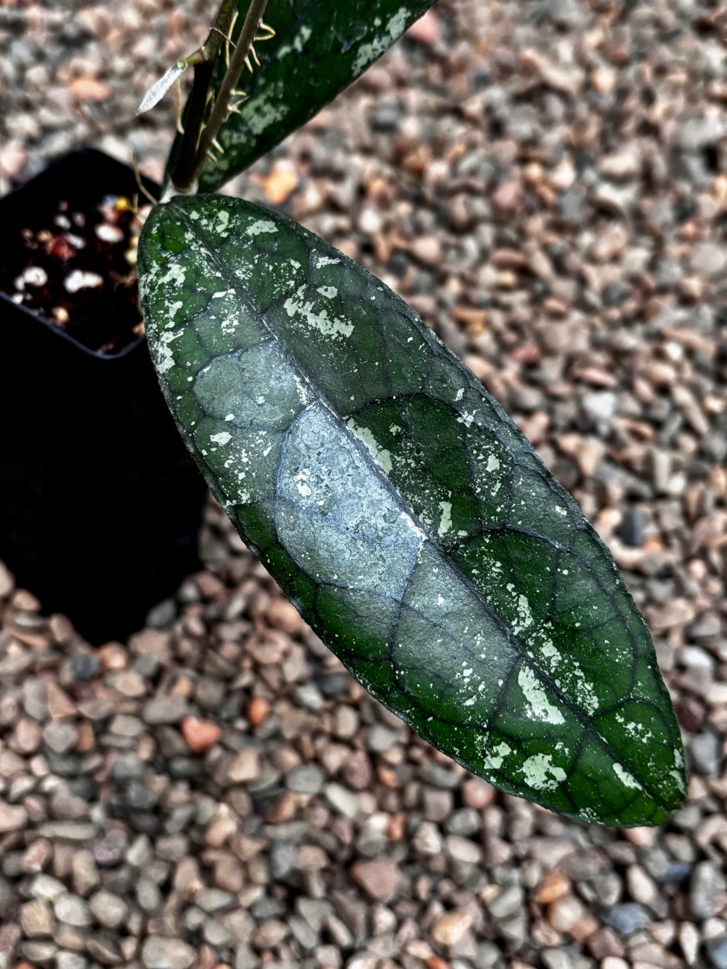 Hoya aff. clemensiorum H488