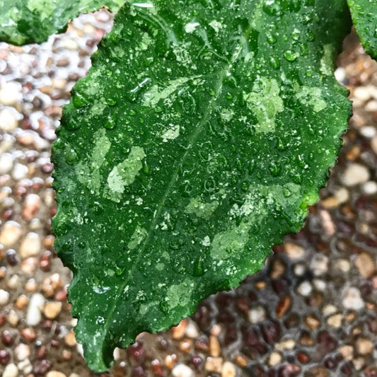 Hoya undulata H393