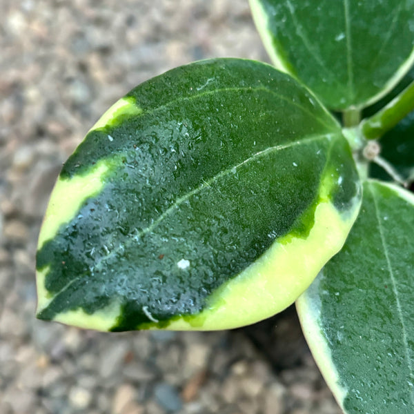 夏セール珍種ホヤ　パラ　外斑入り Hoya para Albomarginata 夏セール珍種ホヤ パラ 外斑入り Hoya para Albomarginata