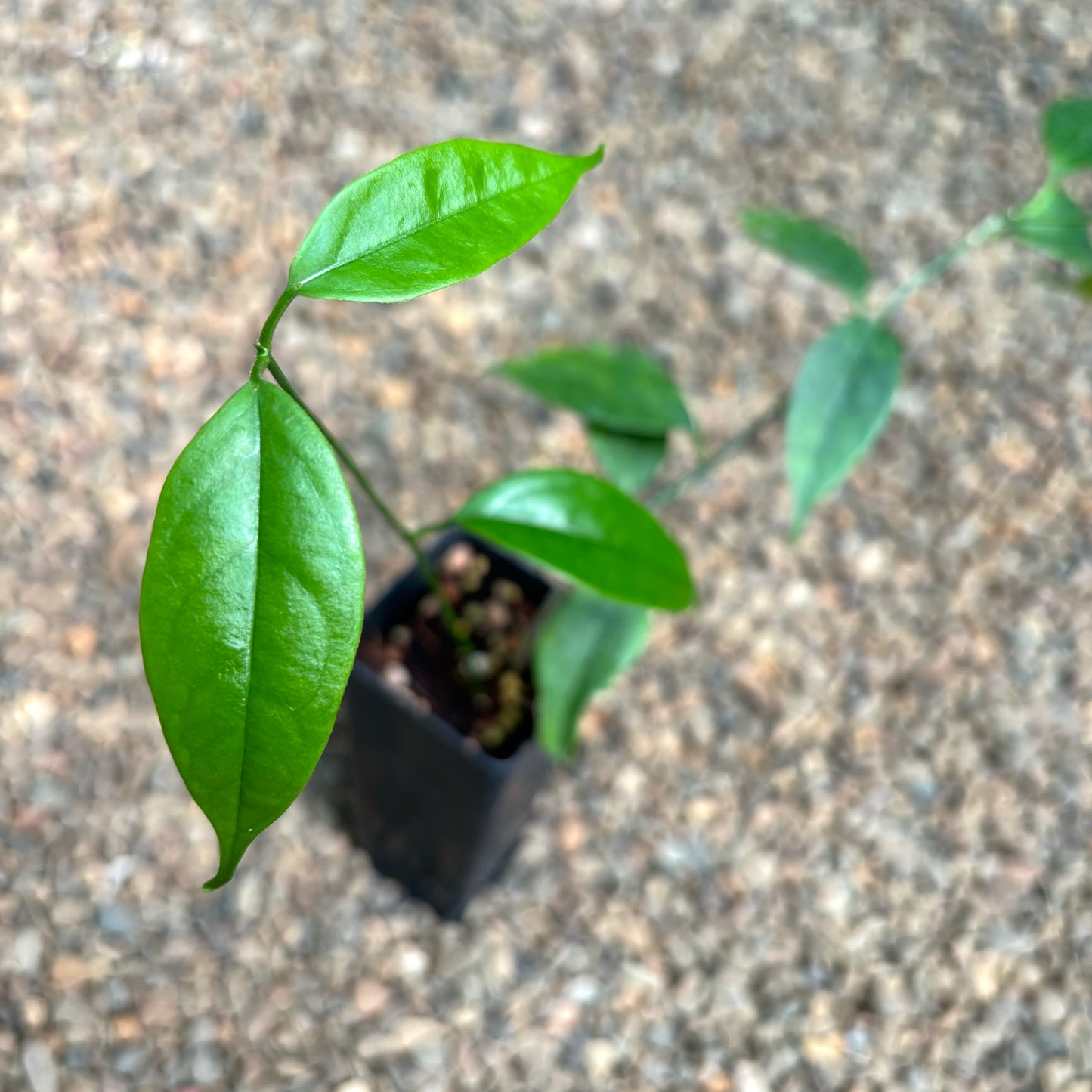 Hoya buotii IML 1862 H160