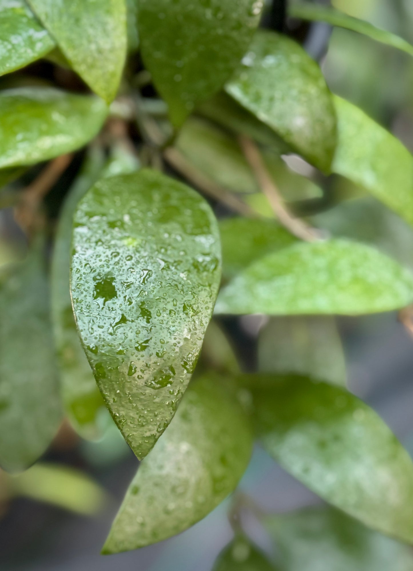 Hoya plicata H206