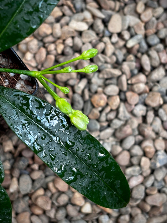 Hoya irisiae green H472