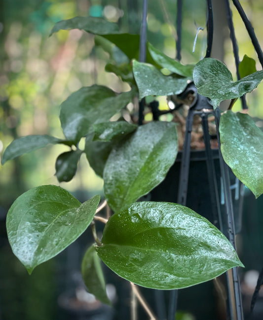 Hoya surigaoensis IML 1693 H85