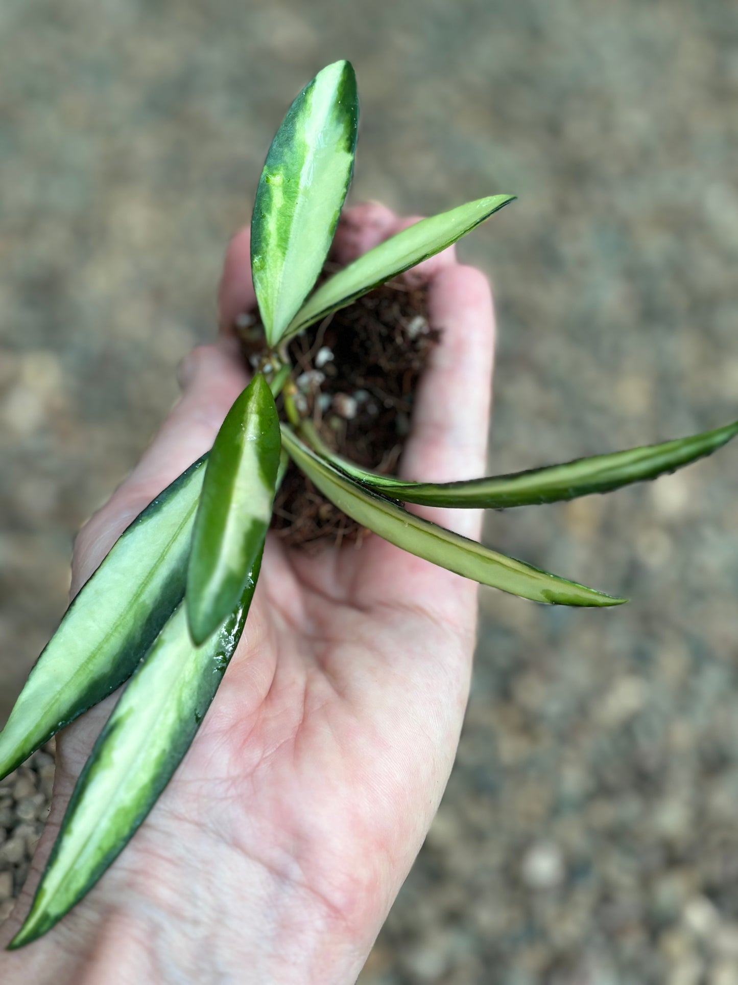 Hoya wayetii variegata H324