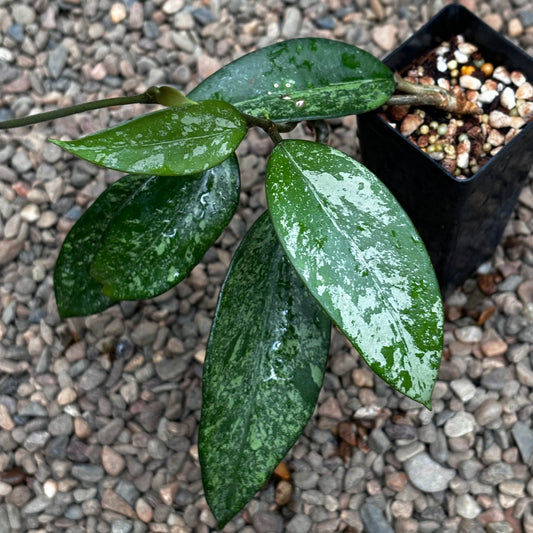 Hoya Snow Cui XQ 03 H475