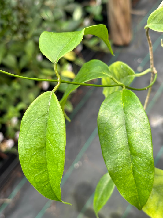 Hoya buotii IML 1862 H160