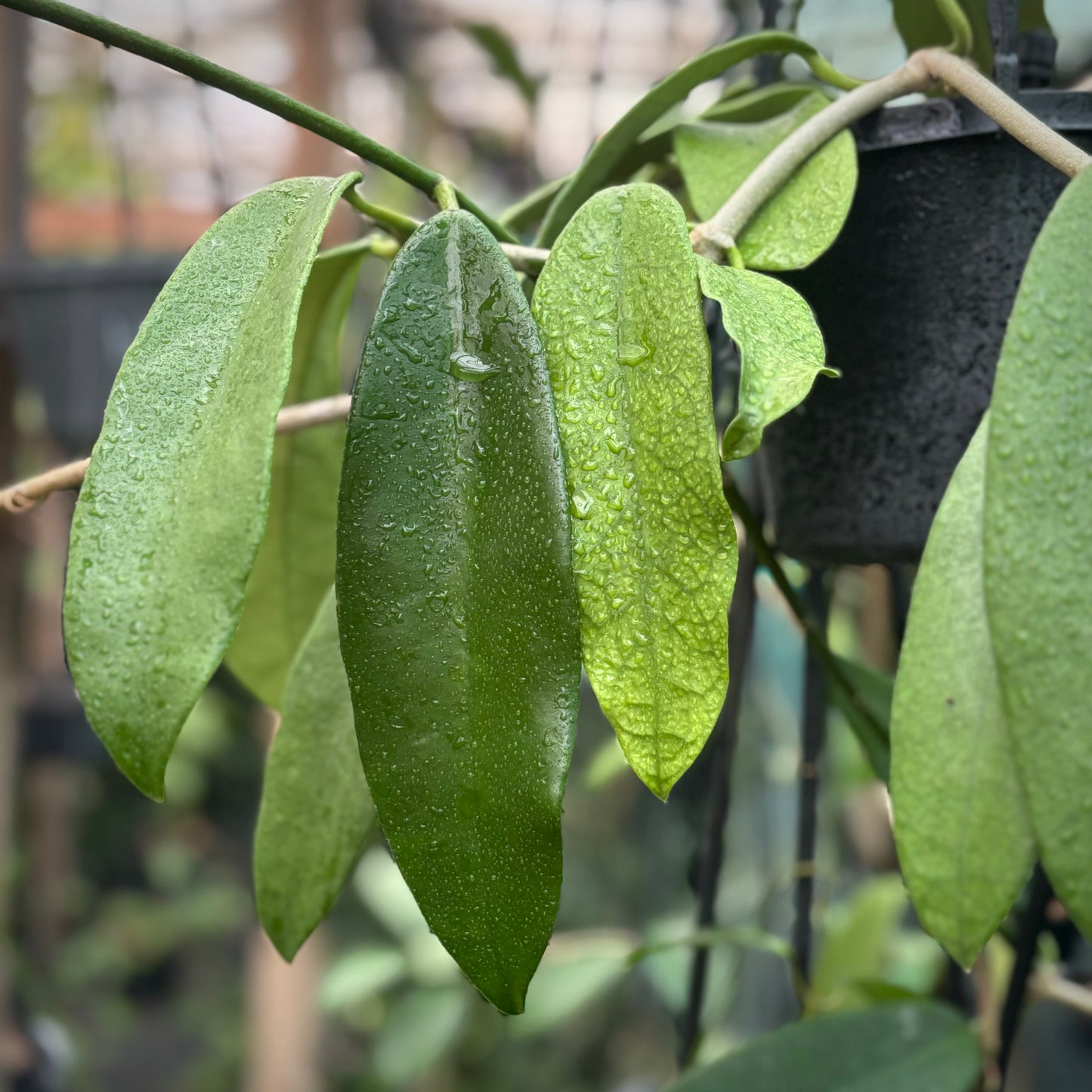 Hoya treubiana IML 0124 H154