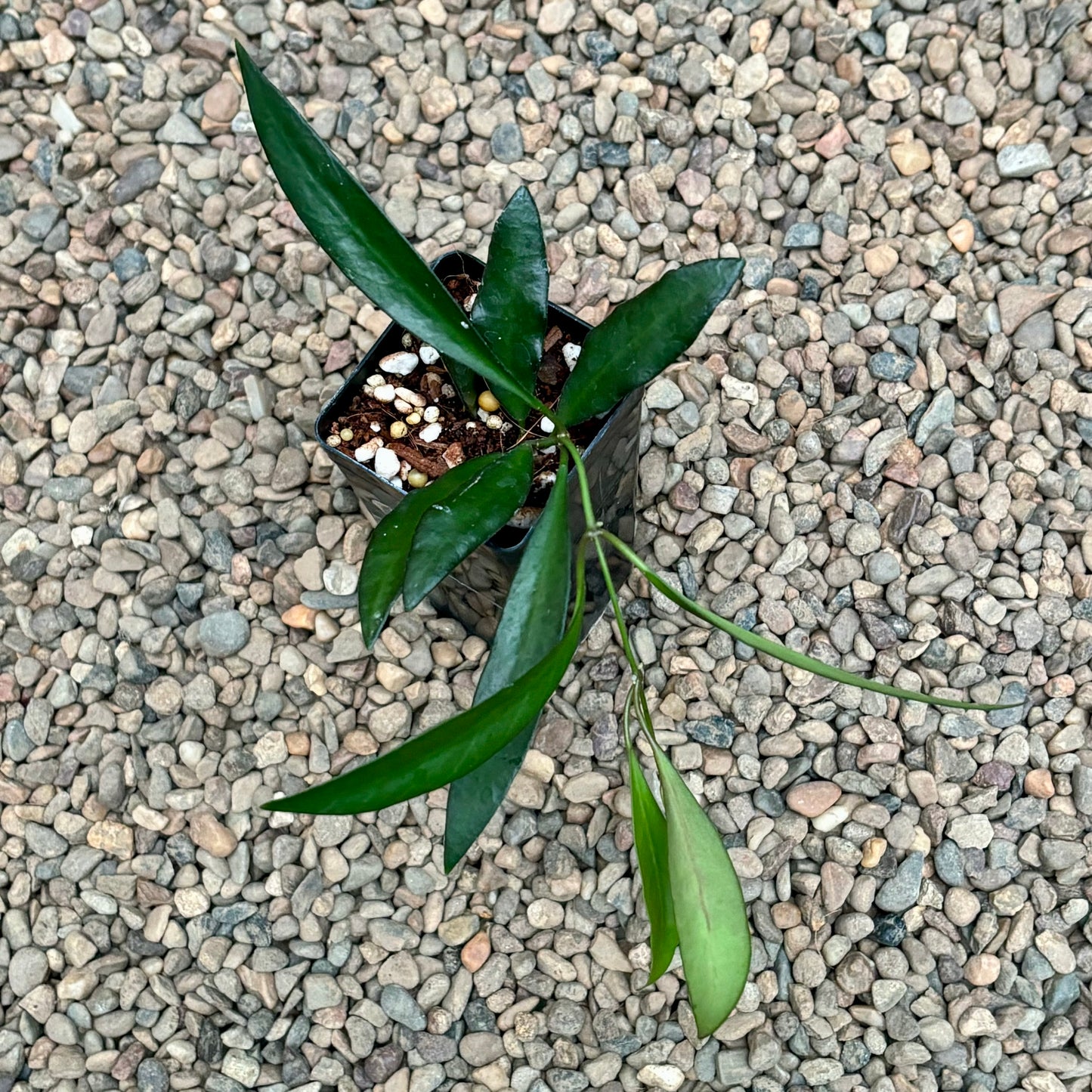 Hoya 'Rosita' H342