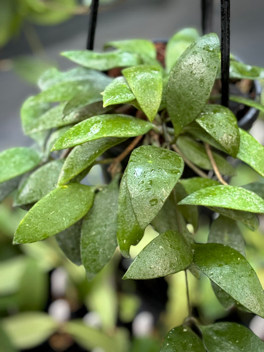 Hoya plicata H206