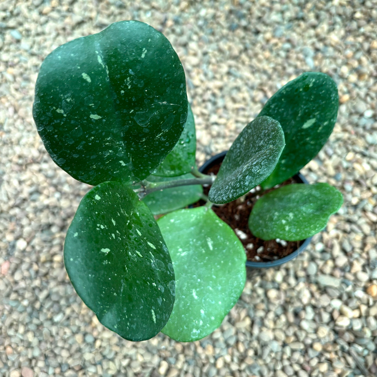 Hoya obovata (chimera) H194