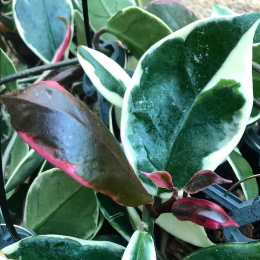 Hoya carnosa variegata 'Purple Pride' H216