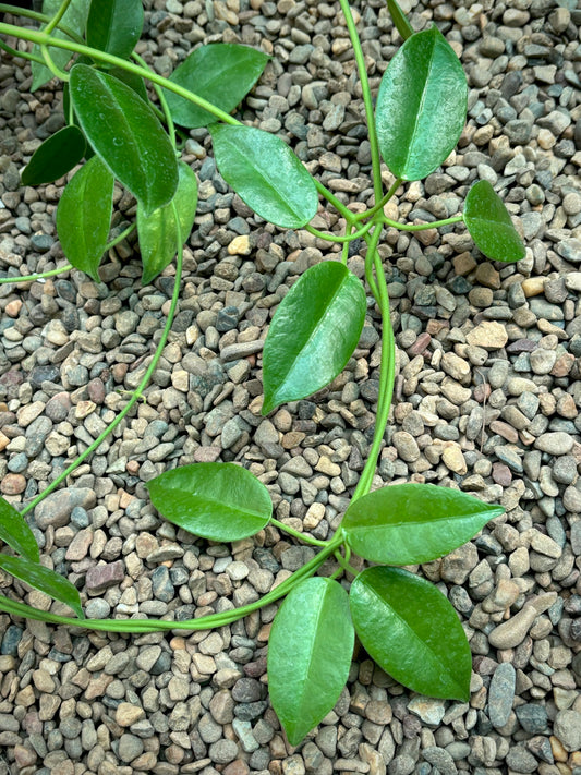 Hoya coronaria 'Gold Sidea' H37