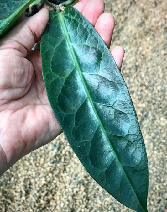 Hoya megalaster IML 1080 H66